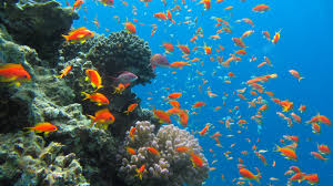 Scuba Diving Seven-Day Camp 