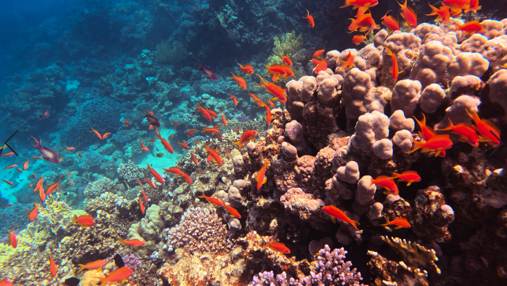 Scuba Diving Seven-Day Camp 